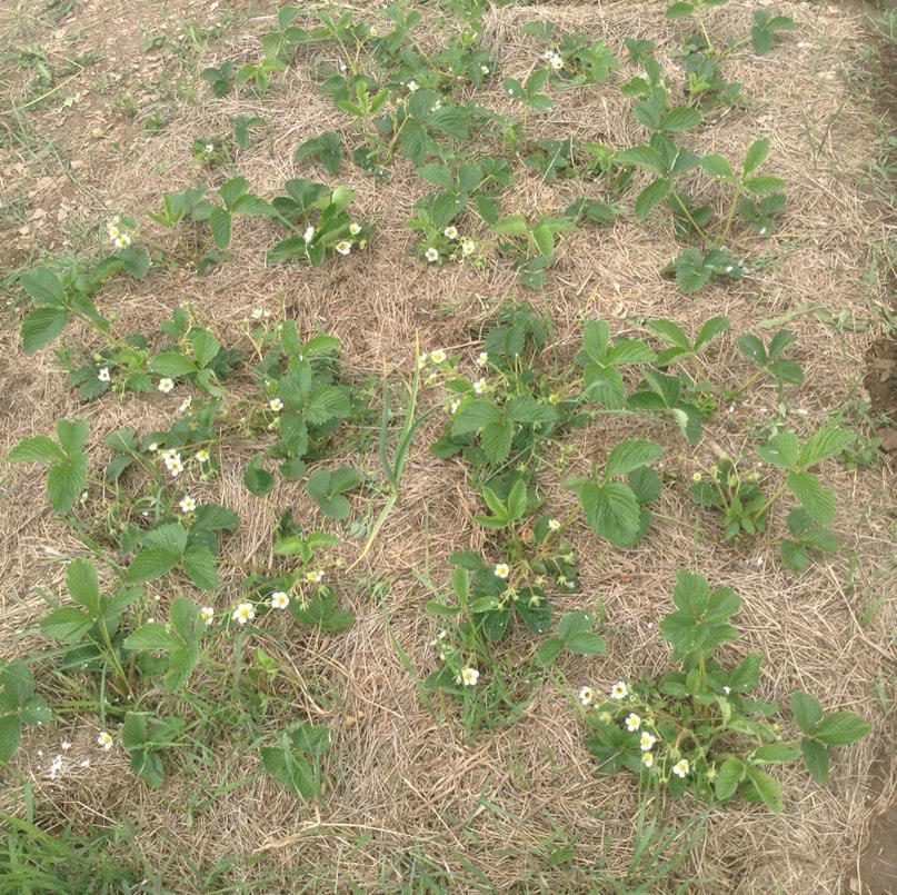 Чем подкормить клубнику, дыню, огурцы и помидоры