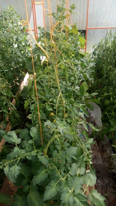 Что сделать с помидорами после ухода воды