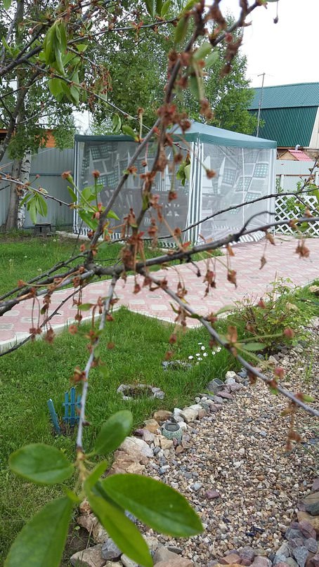 Почему высыхают цветы на вишне и сливе