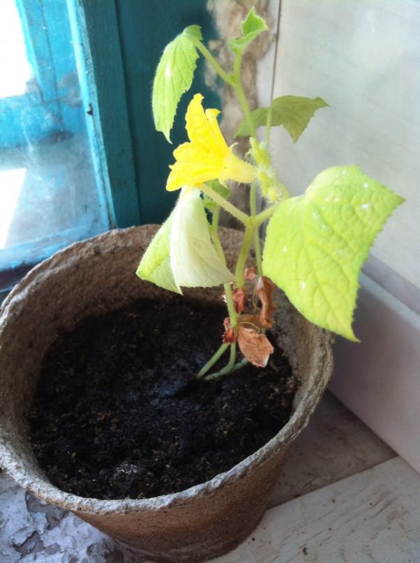 Что делать, если листья огурцов поникли и пожелтели