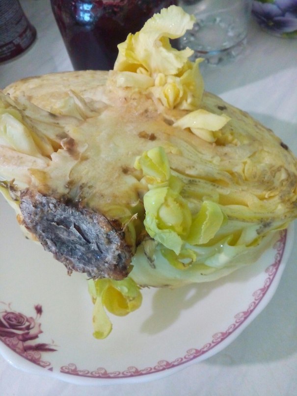 Можно ли вырастить новый отросток из капусты