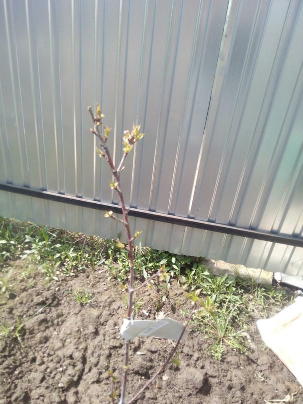 Как вишня "Тургеневская" зимует в средней полосе