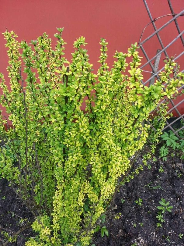 Как понять съедобен ли барбарис