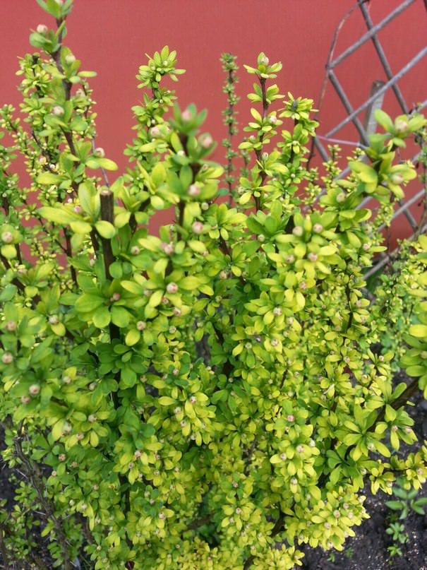 Как понять съедобен ли барбарис