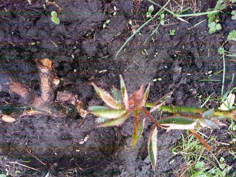 Как понять съедобен ли барбарис