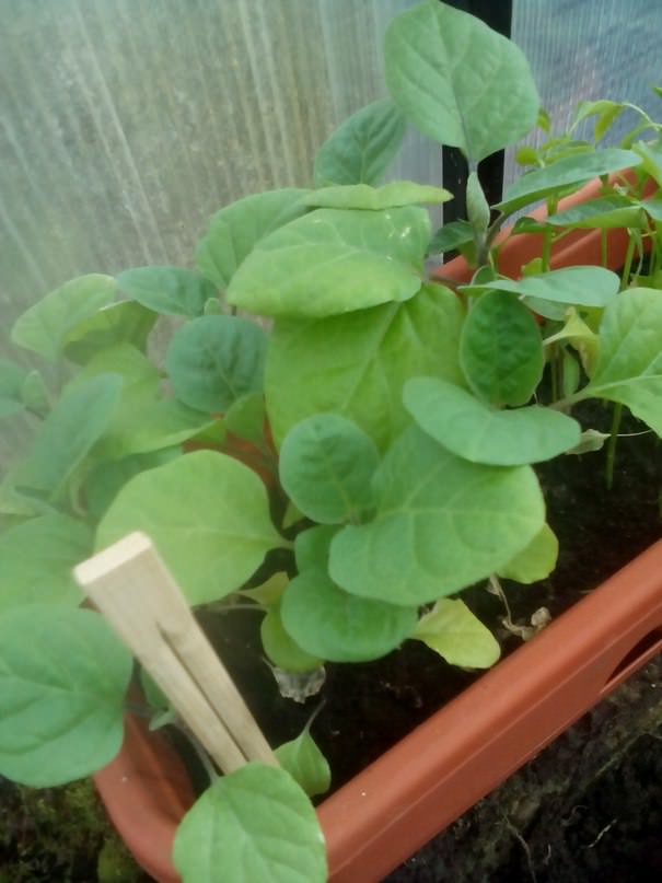 Почему у баклажан не формируются плоды