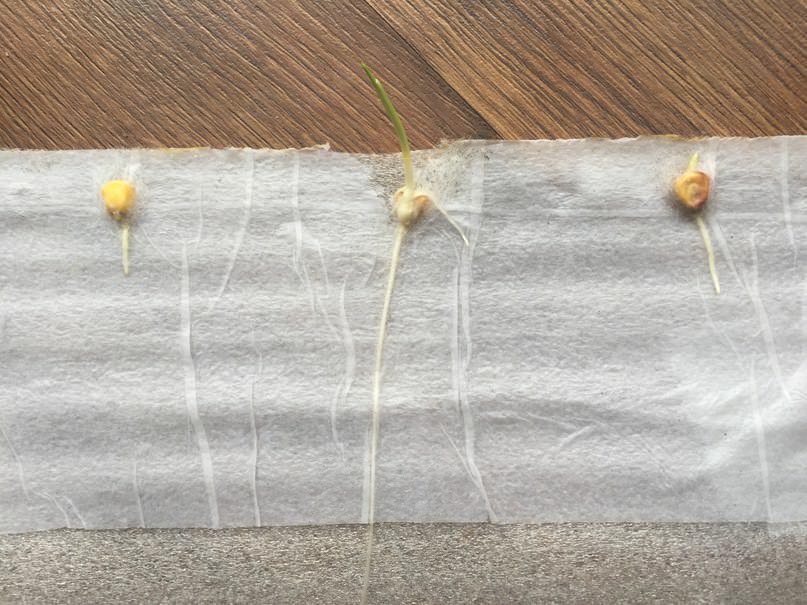 Что делать, если на семенах кукурузы в улитке появилась паутина