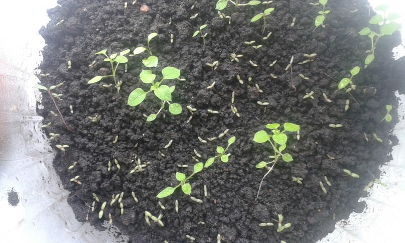 Что делать, если рассада портулака не растет