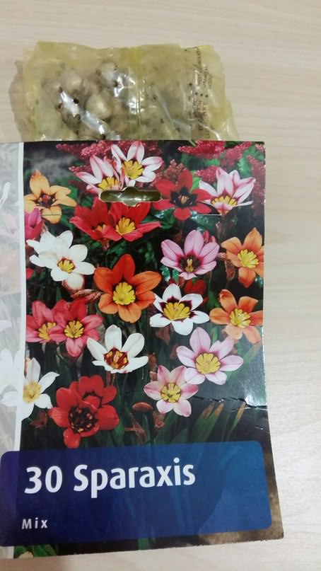 Как и когда сажать спараксис