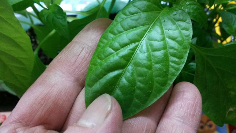 Чем обработать перцы от появившихся пупырышек