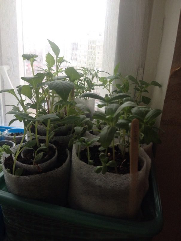 Нужно ли пикировать цинию, бархатцы и георгины