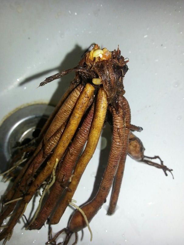 Что делать, если лилии подгнили