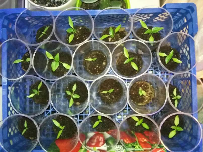 Почему остановился рост рассады после пикирования