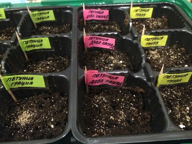 Пересадка петунии из парника в стаканчик из подложки
