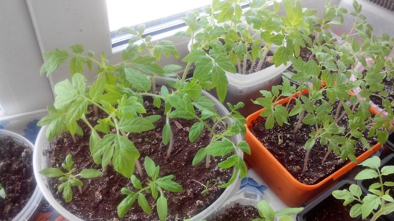 Пора ли пикировать рассаду помидор