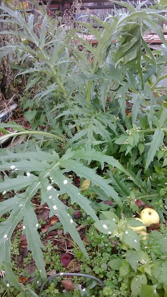 Нужно ли артишок укрыть на зиму