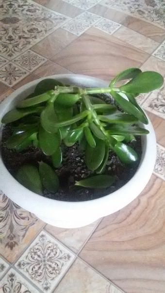 Почему повяла толстянка