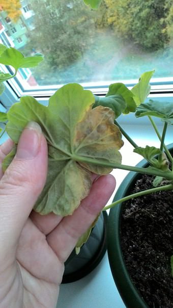 Почему у пеларгонии сохнут листья