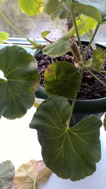 Почему у пеларгонии сохнут листья