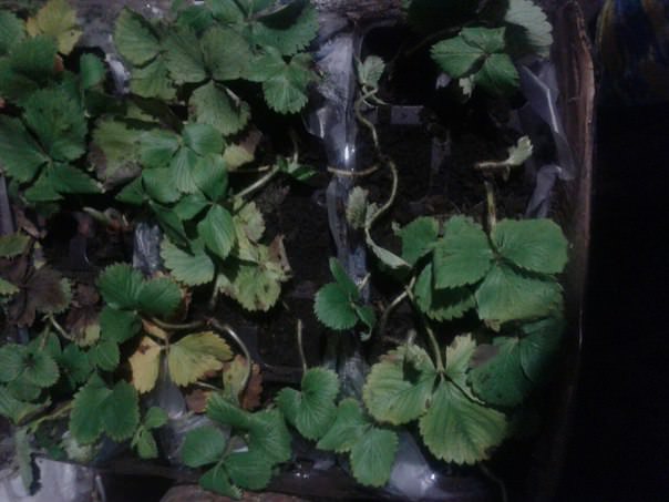 Что делать с саженцами роз и клубники