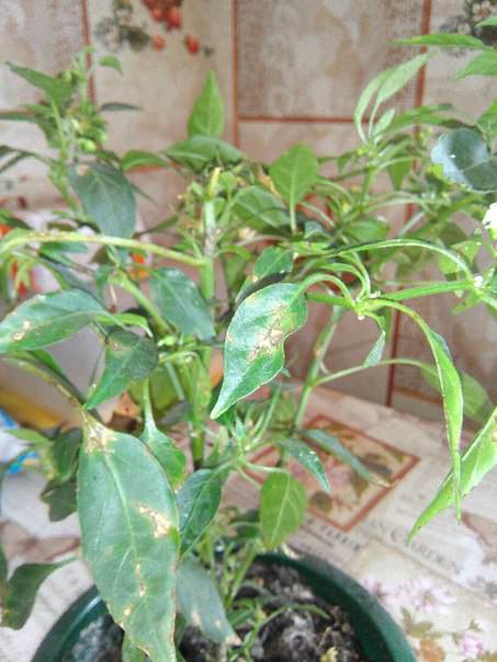 Что с перцем