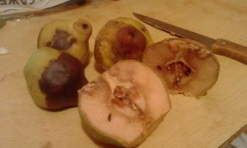 Чем лечить груши и можно ли их есть