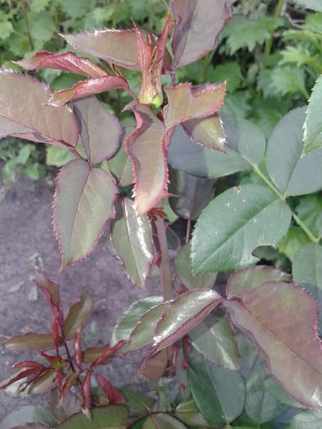 Нормально ли, что роза цветет второй раз