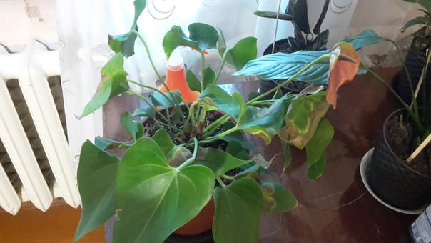 Почему у антуриума сохнут листья и нет цветов