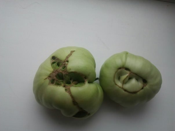 Почему помидоры имеют необычную форму