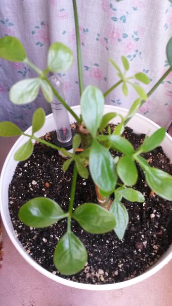 Почему у шефлеры растут нетипичные листья