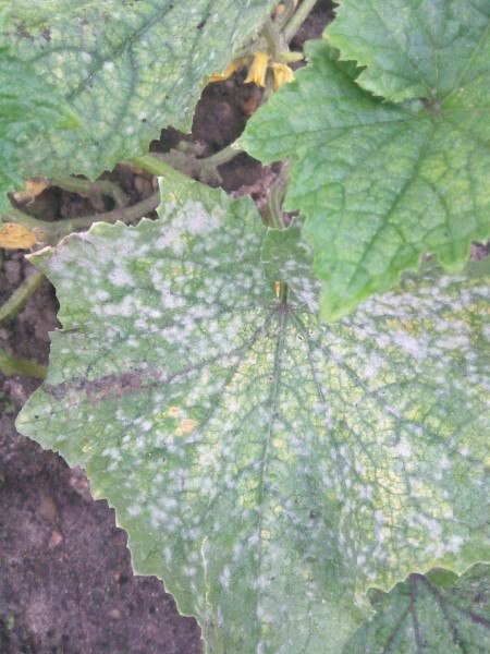 Что это на листьях огурцов и чем их обработать