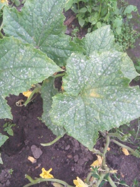 Что это на листьях огурцов и чем их обработать