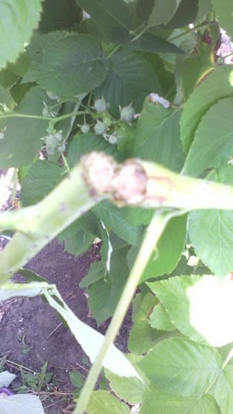 Чем помочь малине