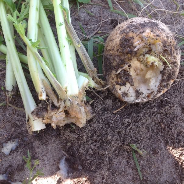 Почему гниют репа и помидоры