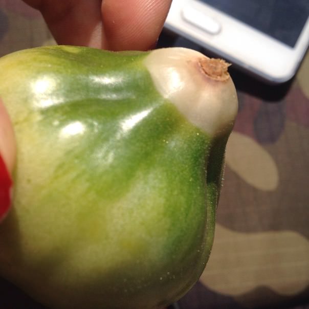 Почему гниют репа и помидоры