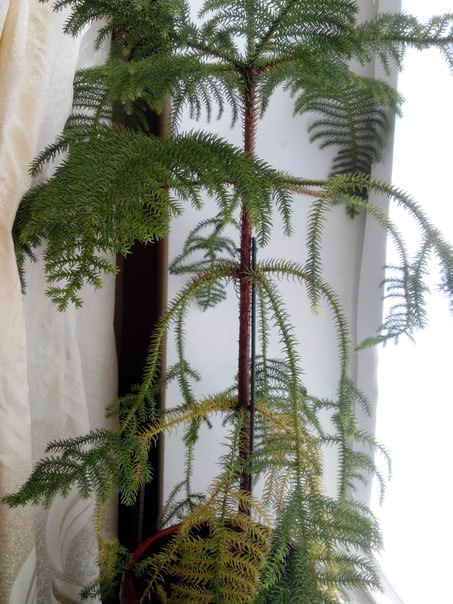 Отрастет ли у араукарии хвоя при должном уходе