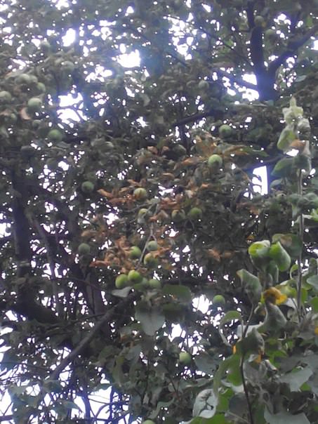 Почему листья на яблоне стали коричневыми