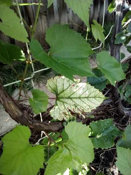 Что случилось с виноградном