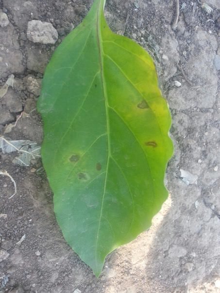 Чем можно обработать перцы