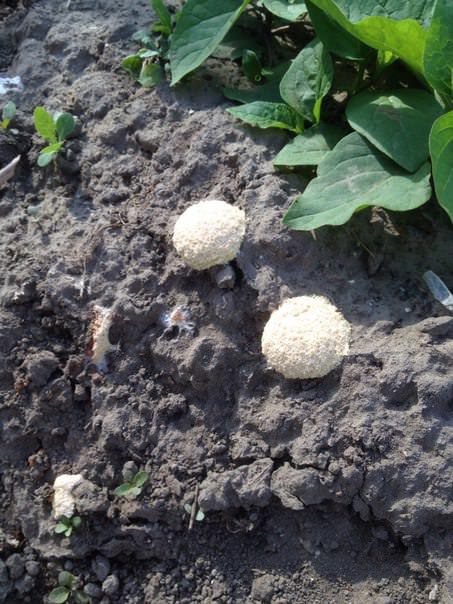 Что это появилось на грядке и опасно ли это