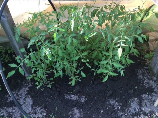 Почему помидоры не цветут, а перец не плодоносит