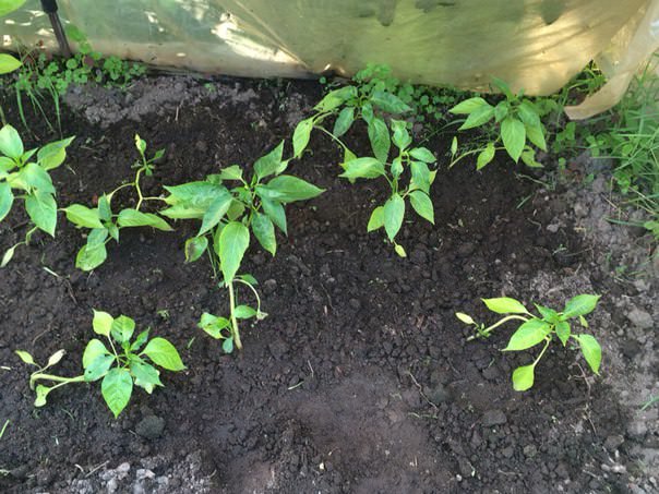 Почему помидоры не цветут, а перец не плодоносит