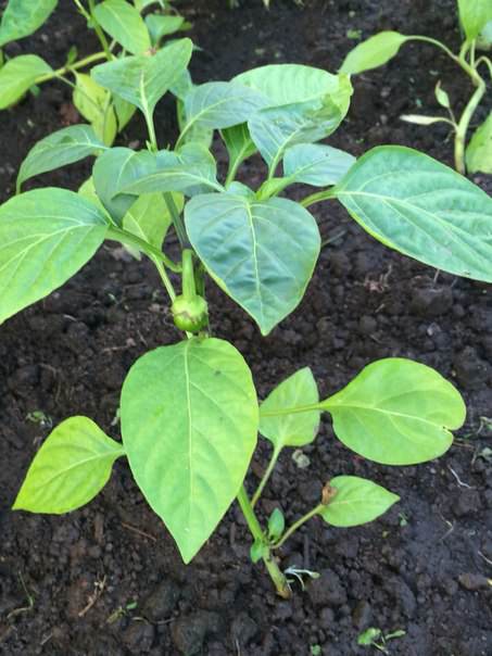 Почему помидоры не цветут, а перец не плодоносит