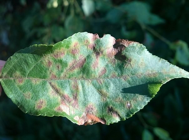 Чем болеет ранетка и как это лечить