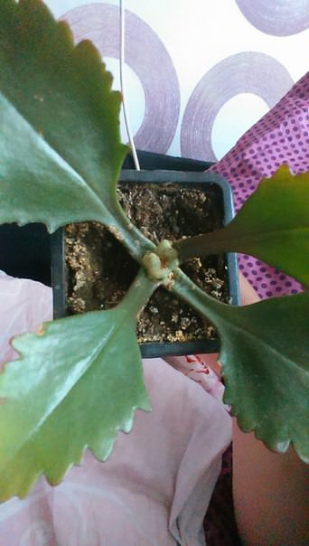 Выживет ли каланхоэ