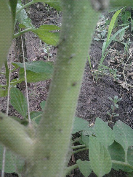 Как бороться с черными букашками на томатах