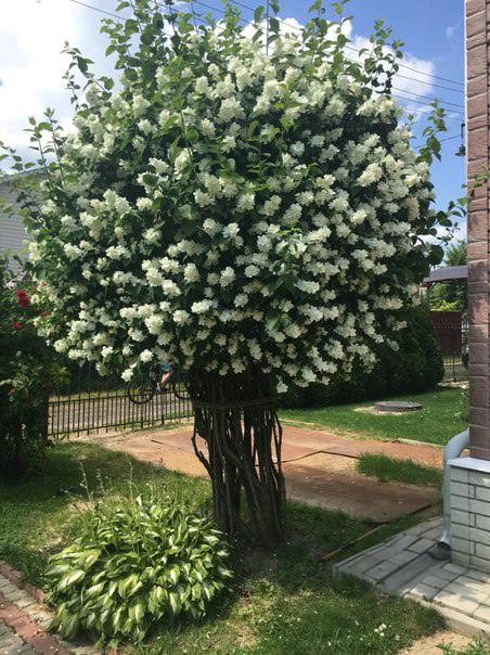 Как размножить махровый жасмин