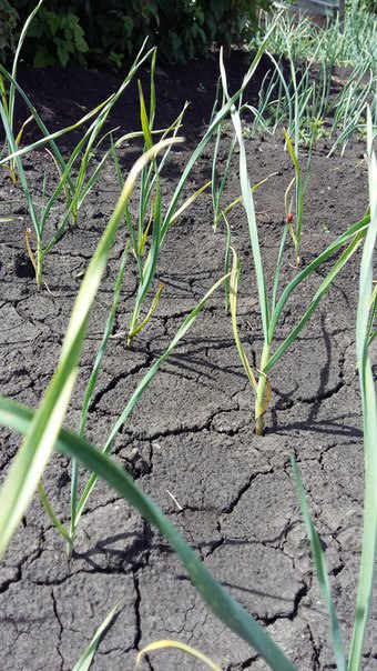 Почему желтеет чеснок и лук