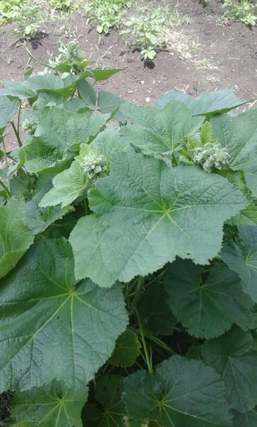 Что за белый налет на стволе смородины