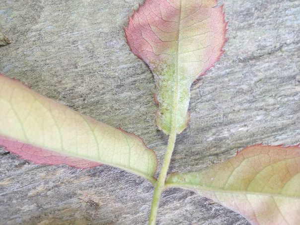 Почему засыхают кусты малины